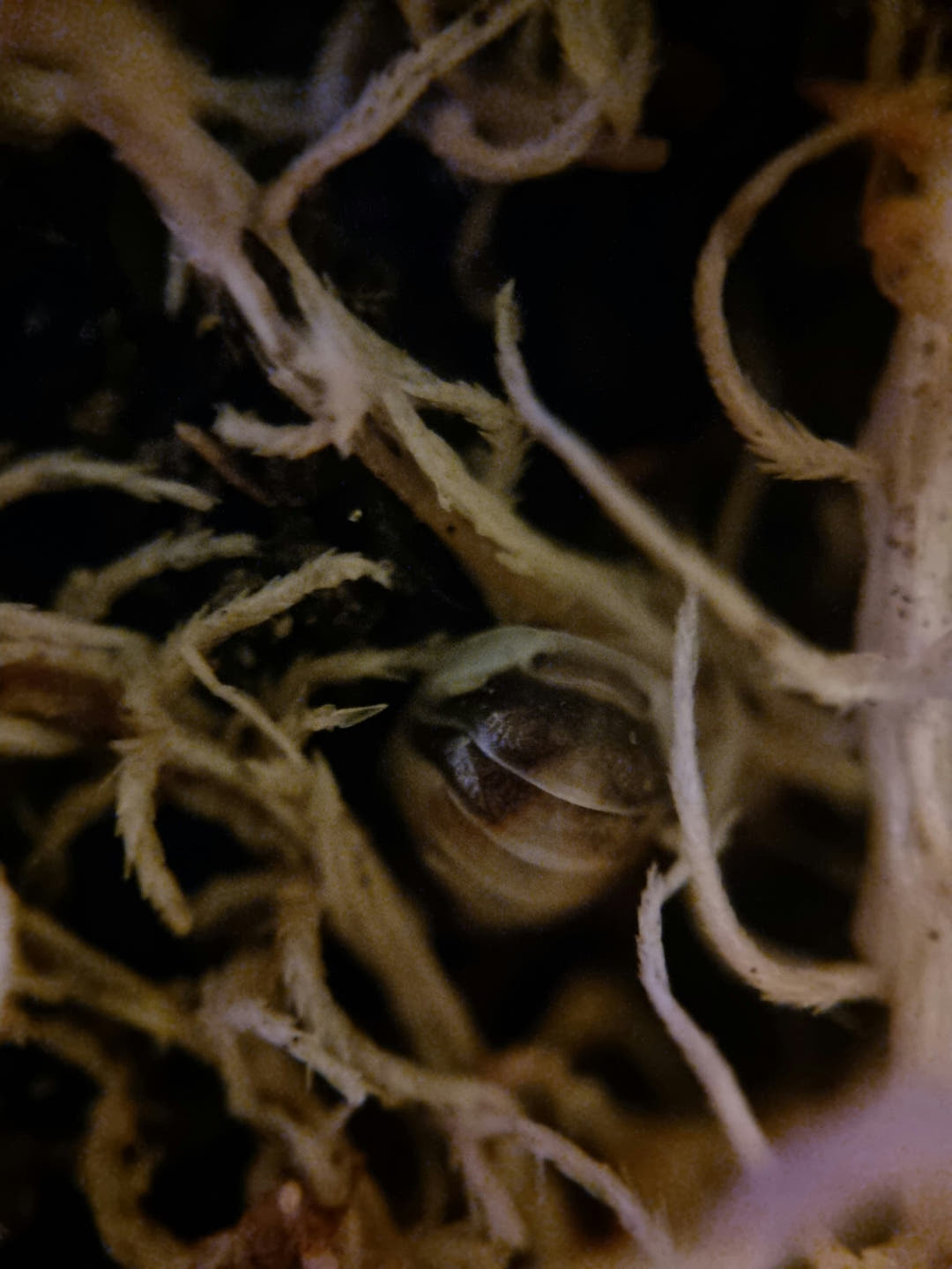 cappuccino isopods