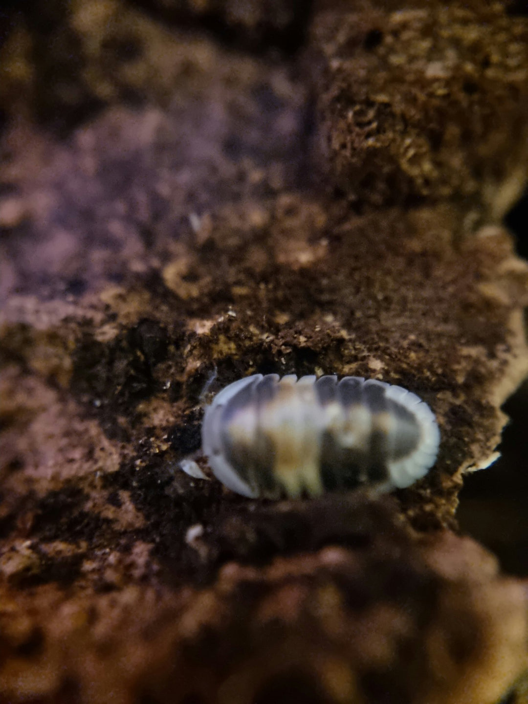 cubaris cappuccino isopod for sale