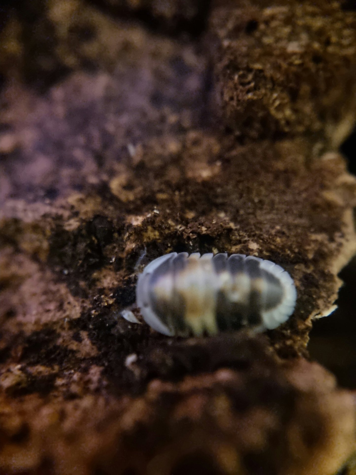 cubaris cappuccino isopod for sale