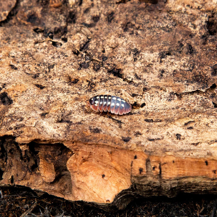 An Armadillidium klugii Clown isopod showing its rows of pale spots, walking on cork bark.