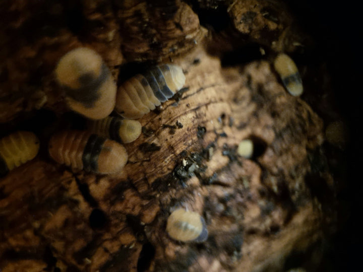 Amber ducky isopods
