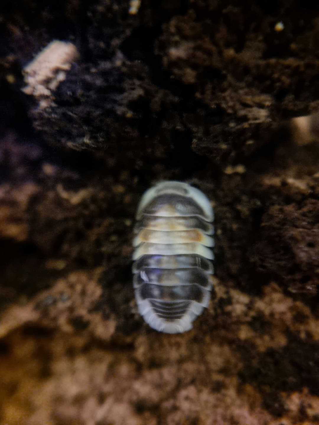cappuccino isopod