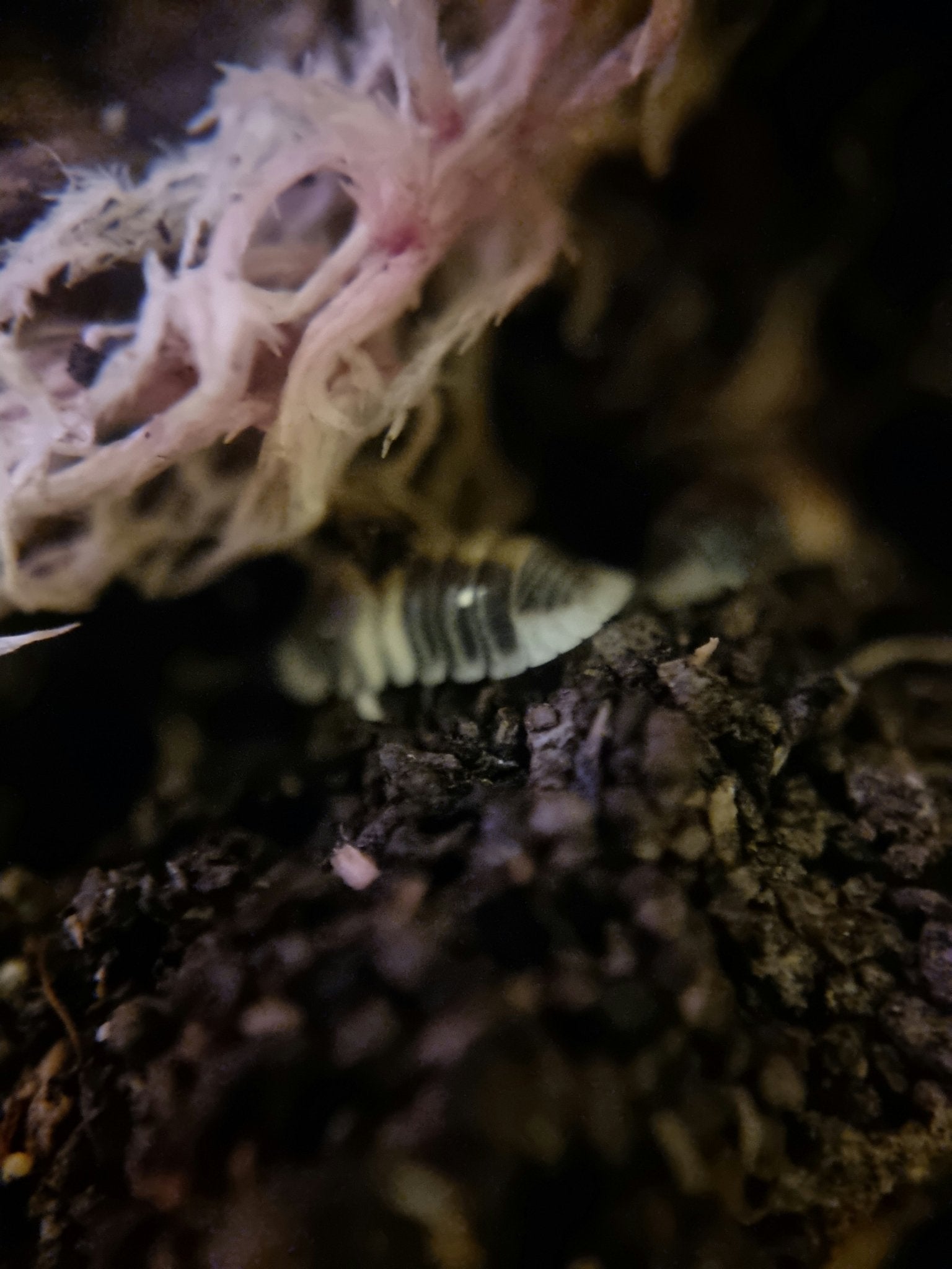 cappuccino isopod