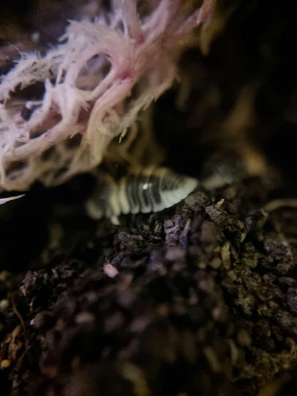 cappuccino isopod