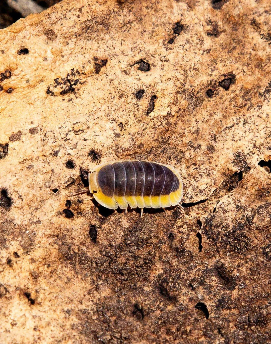 cubaris lemon blue isopod