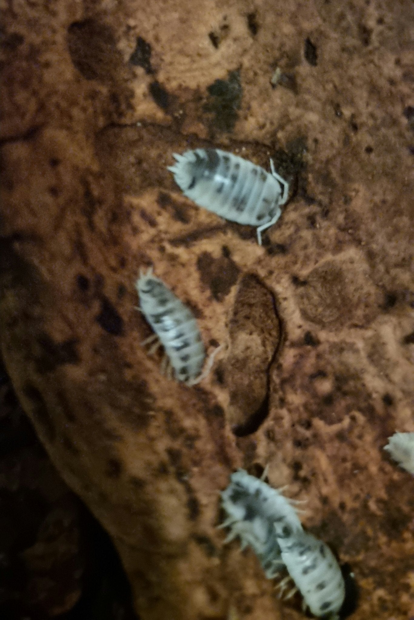 dairy cow isopods