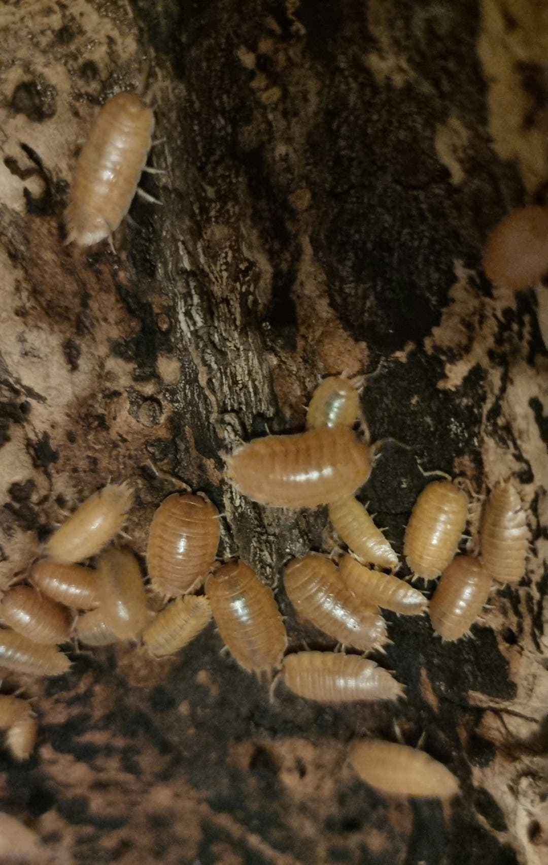giant orange isopods