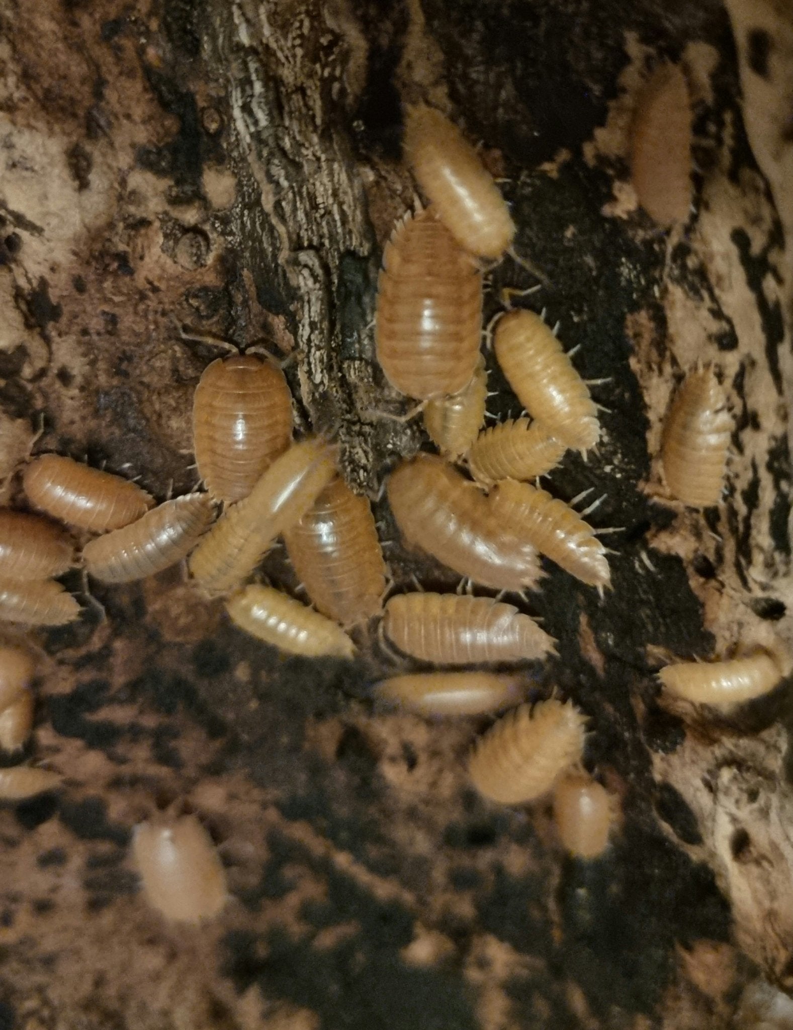 giant orange isopods