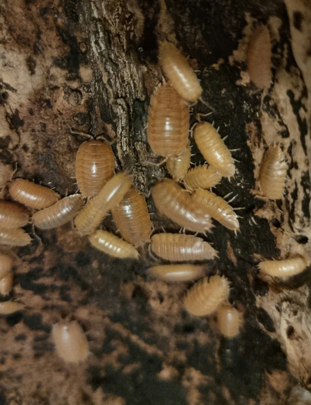 Postpods Giant Orange Isopods Porcellio Laevis Captive Bred Isopods postpods-giant-orange-isopods-porcellio-laevis-captive-bred-isopods
