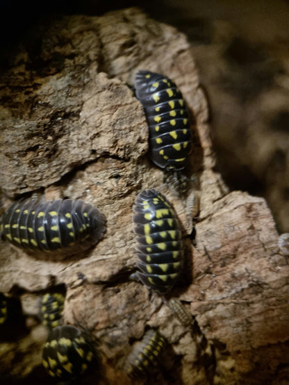 High yellow spotted giant isopods