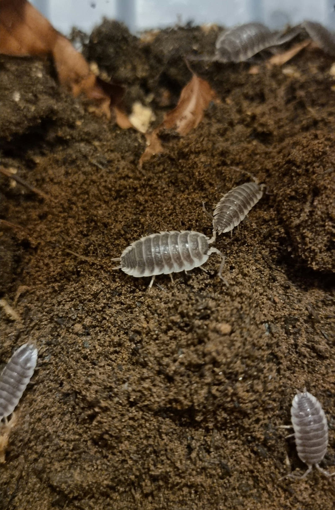Several pale Titan isopods spread over brown soil, with dried leaves along the top of the frame.