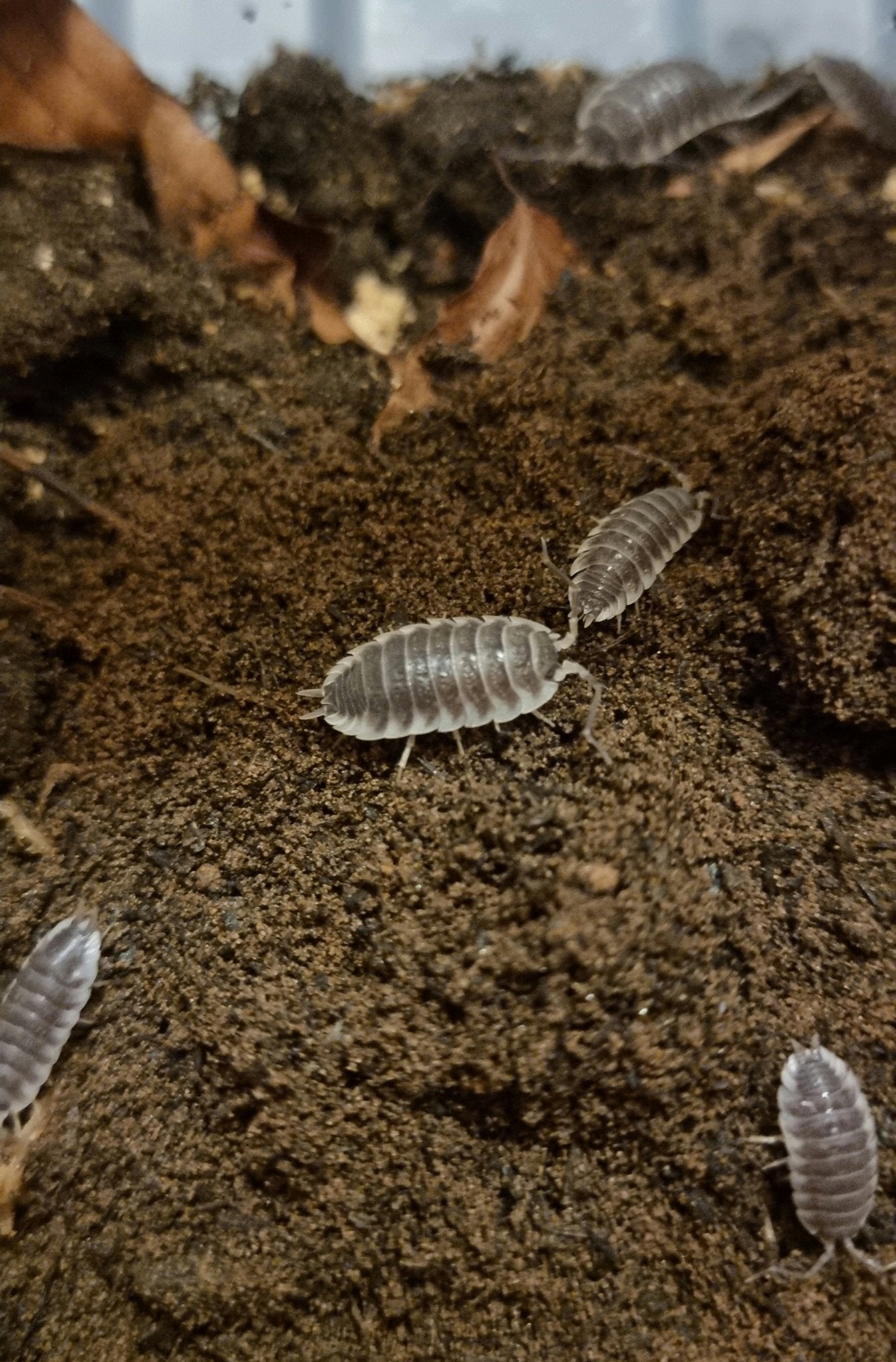 Giant isopods