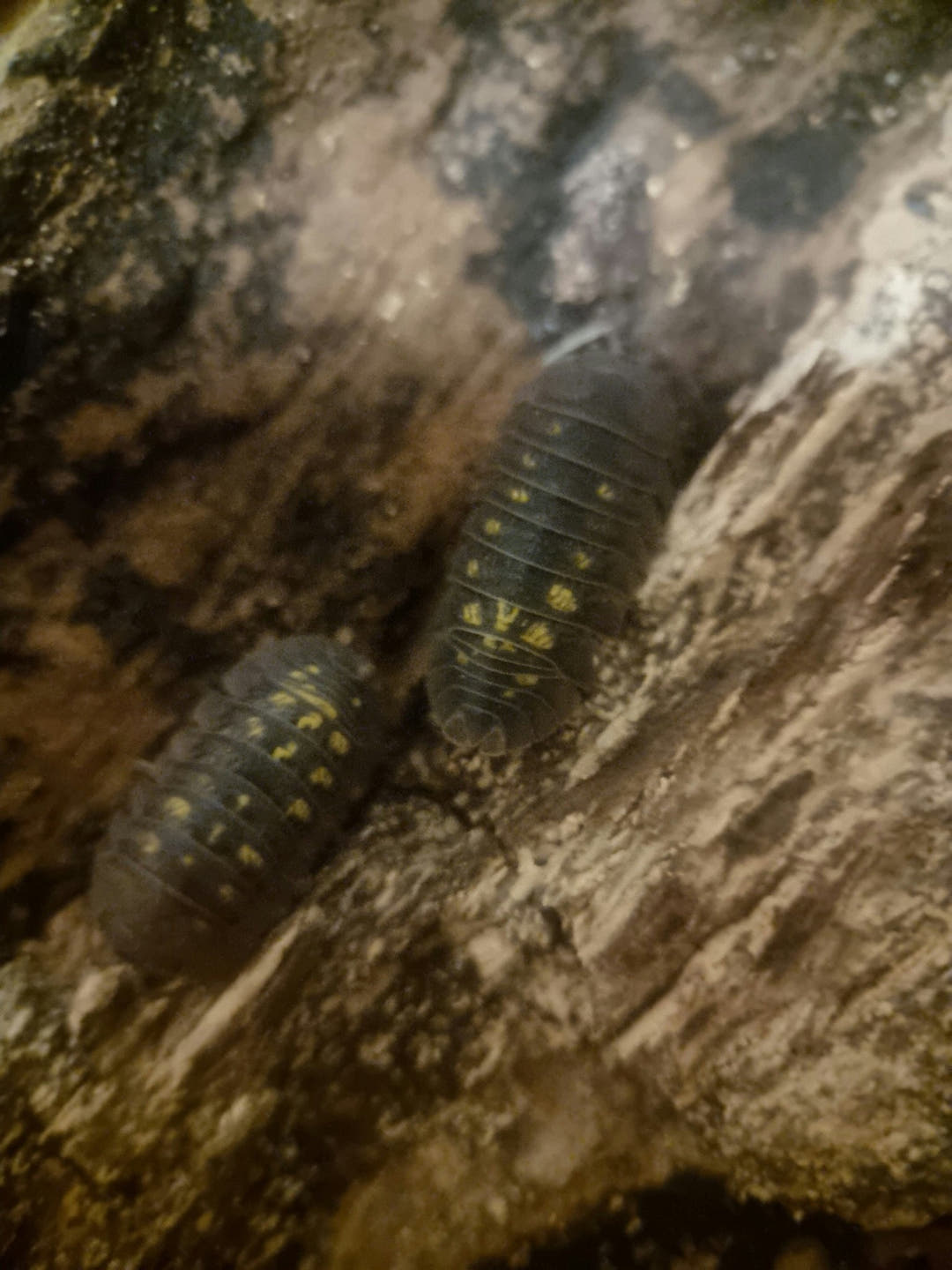 granulatum isopods