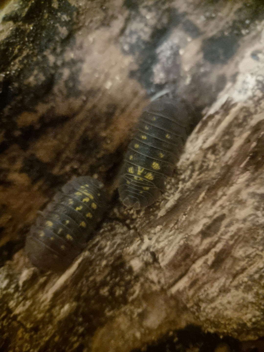 granulatum isopods