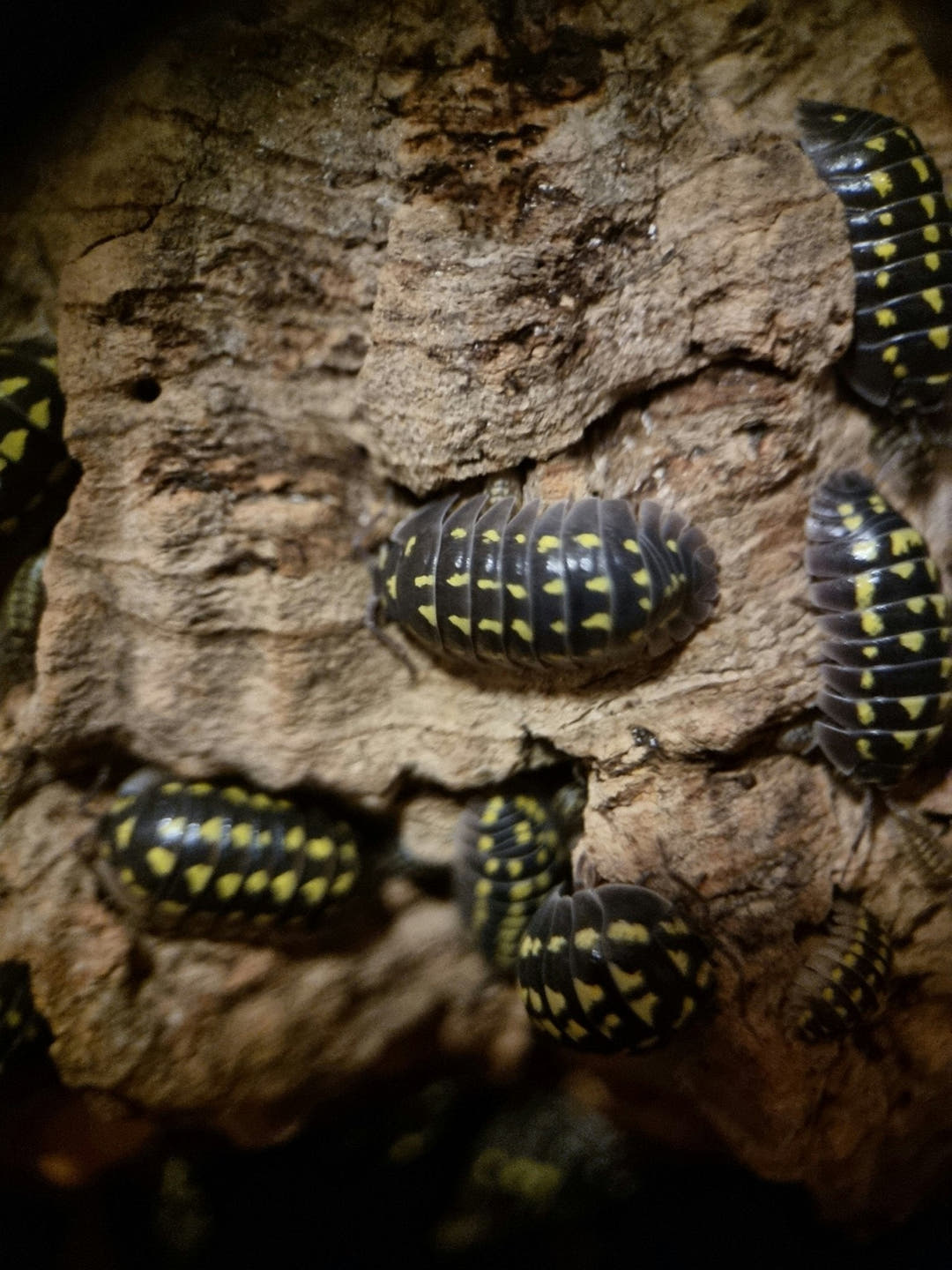 High Yellow Spotted Giant Isopods (Armadillidium Gestroi)