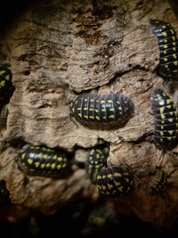 High Yellow Spotted Giant Isopods (Armadillidium Gestroi) - Isopods For Sale UK I PostPods