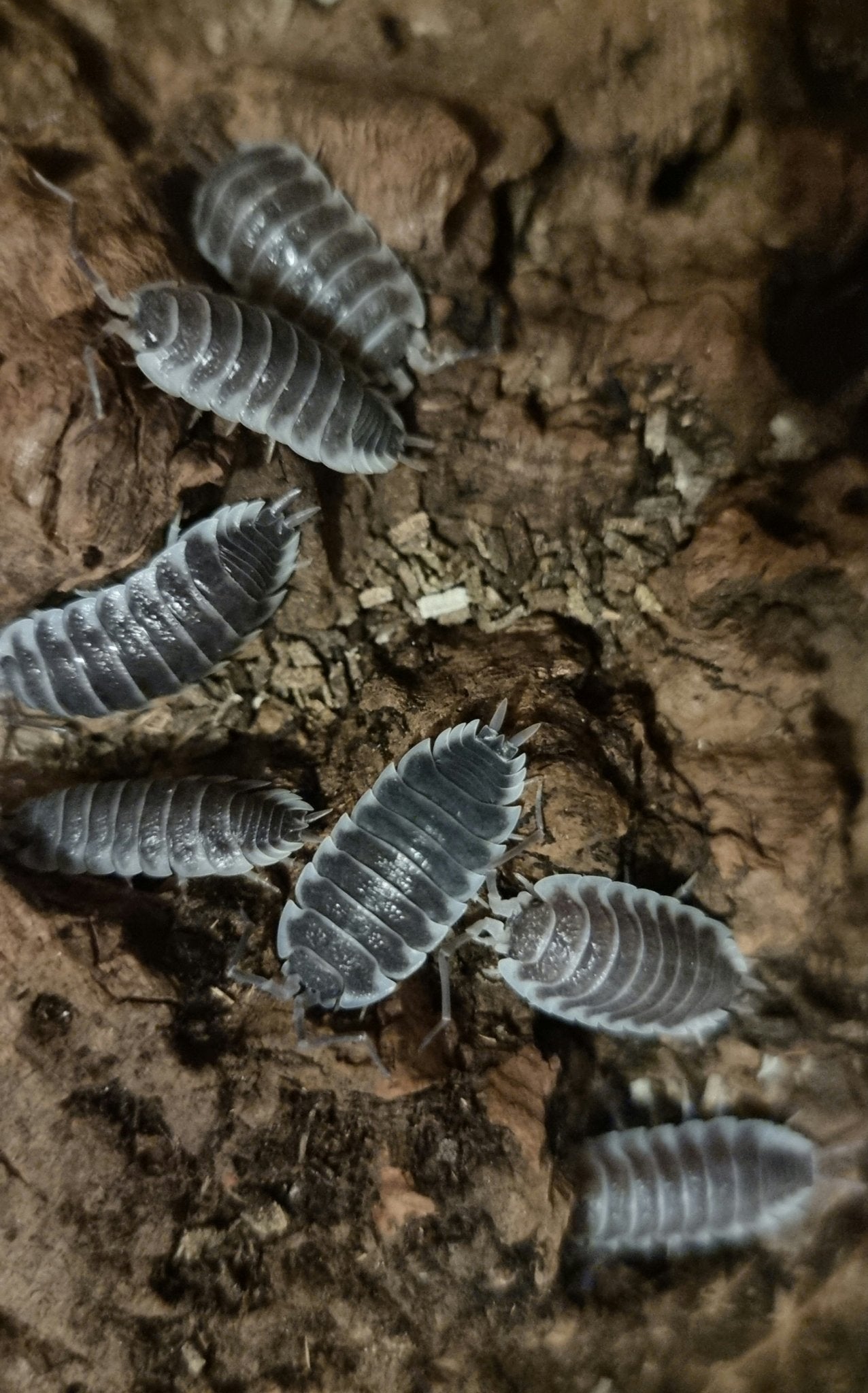 hoffmannseggi isopods