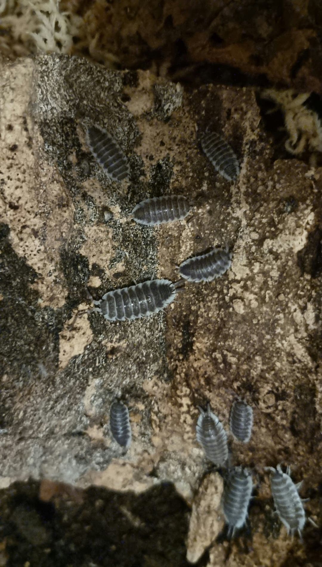 hoffmannseggi isopods