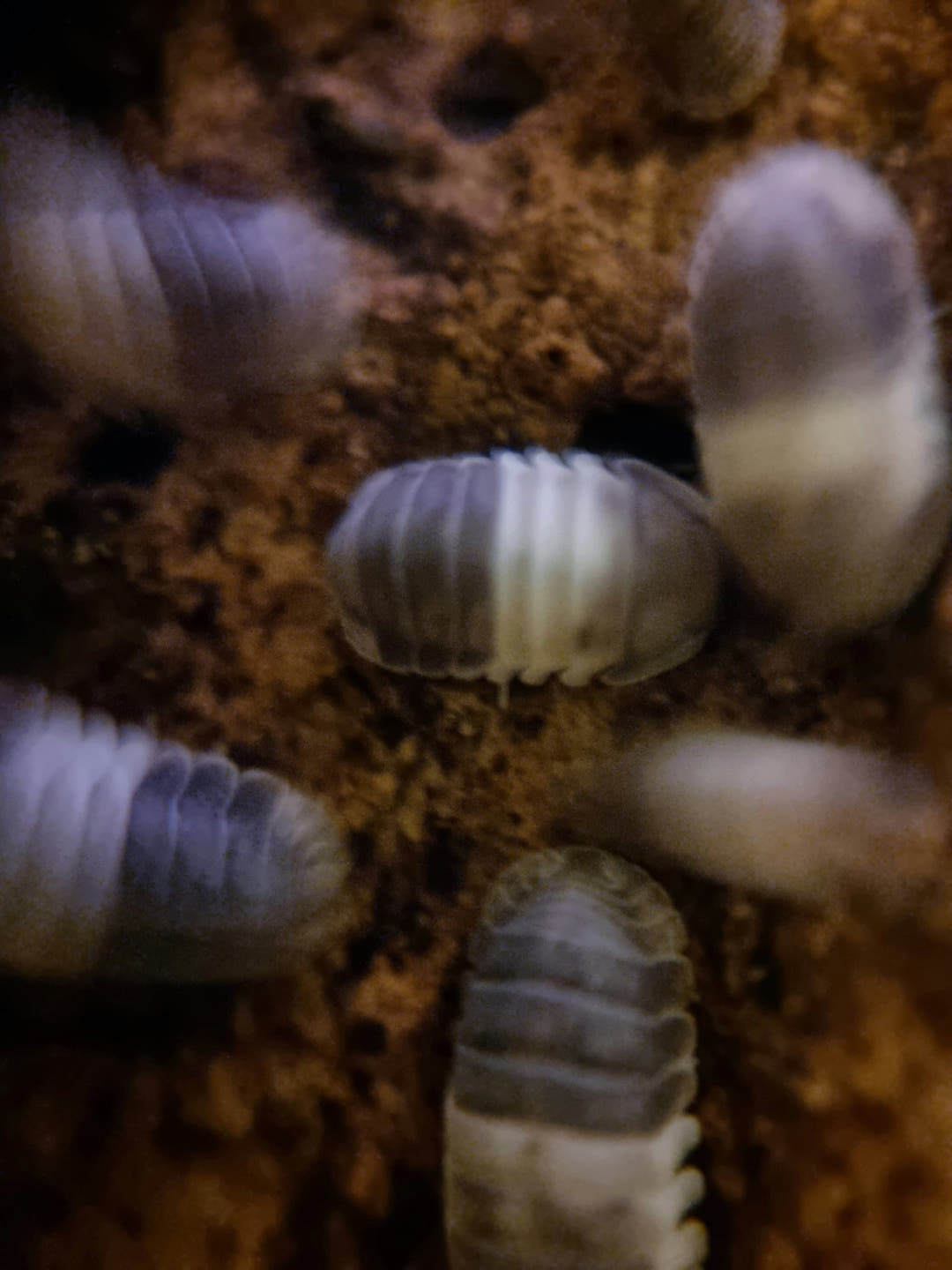 isopods for sale