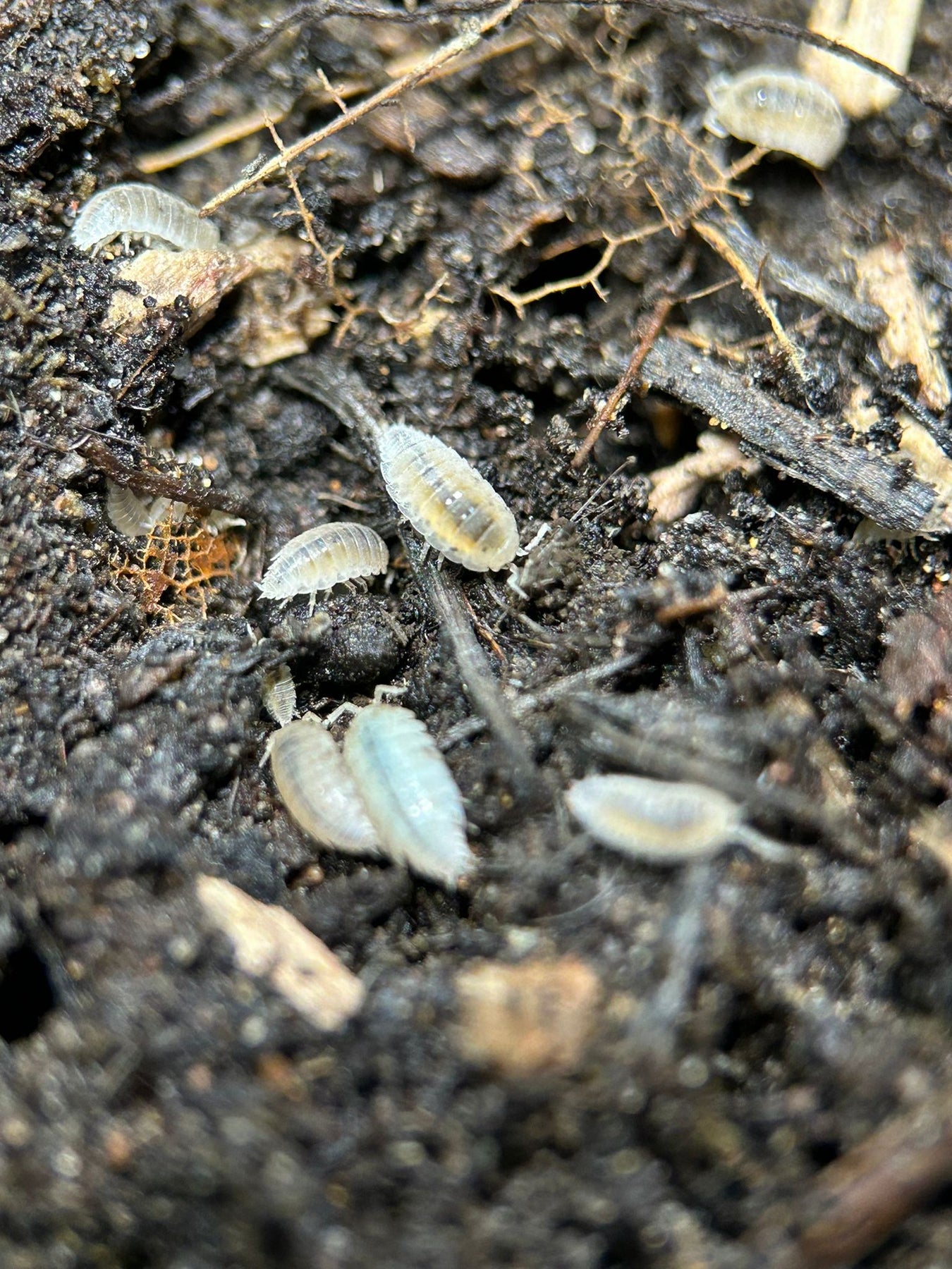 Dwarf White Isopods (Trichorhina tomentosa) | PostPods
