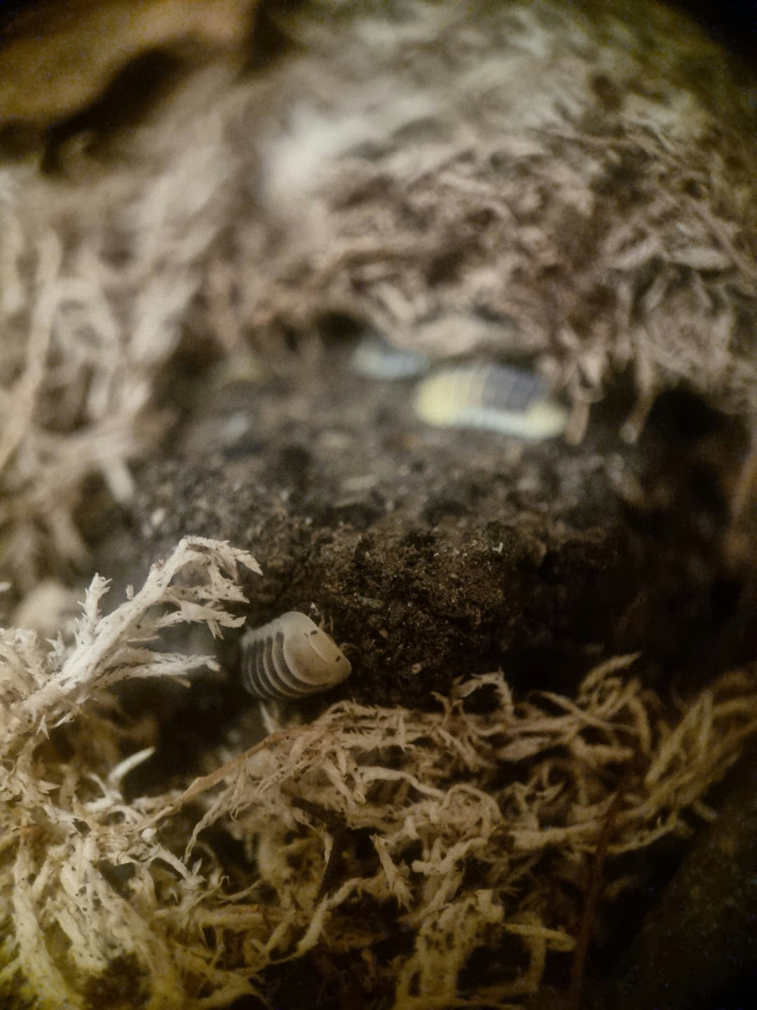 jupiter isopods
