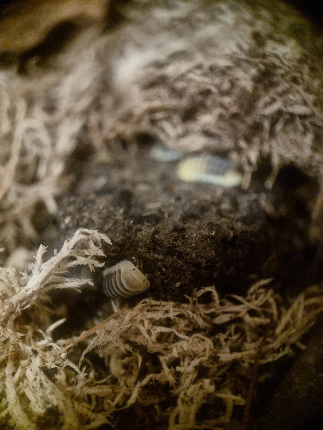 jupiter isopods