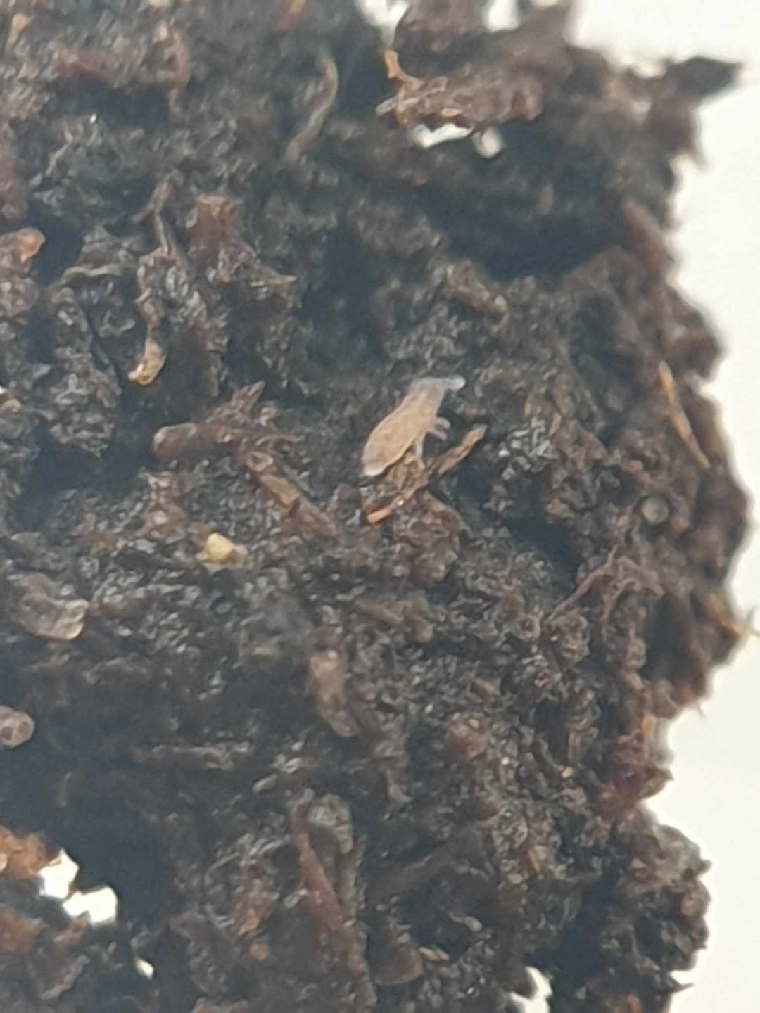 A clump of damp moss and substrate from a Lilac springtail culture, with a pale springtail on its surface.