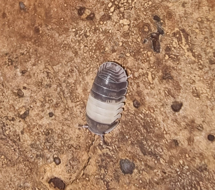 A white and black isopod on a wooden surface