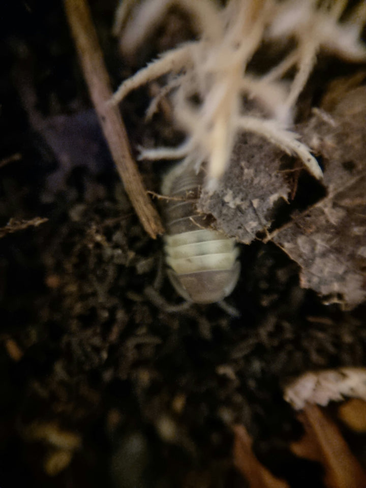 Panda King isopods, Cubaris from the limestone caves of Vietnam