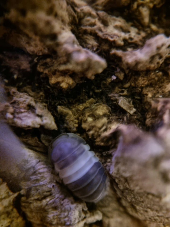 black and white banded isopod