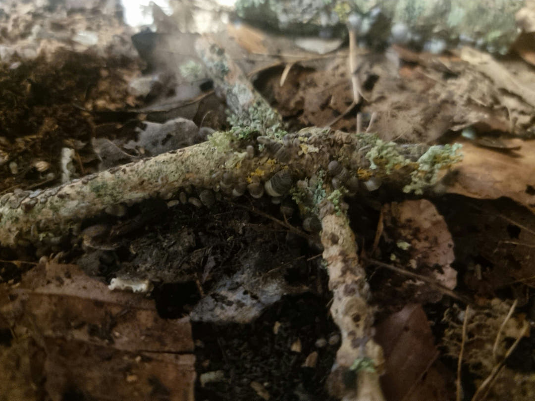 Panda kings on lichen