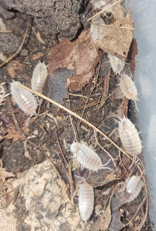 Half a dozen pure white Snow White isopods on dark brown substrate with bark chips and dried plant stems, legs visible.