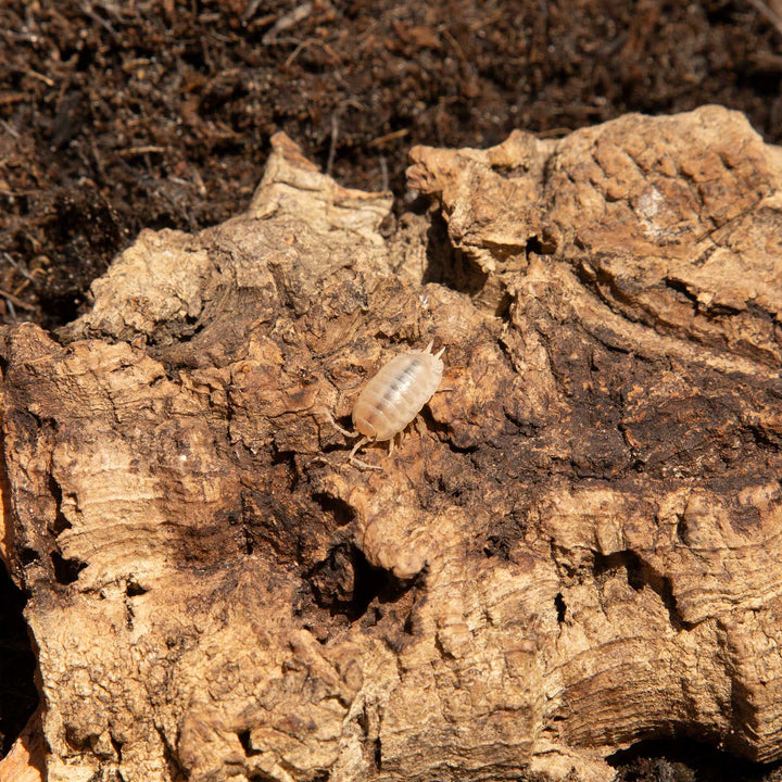 porcellio snow white isopod