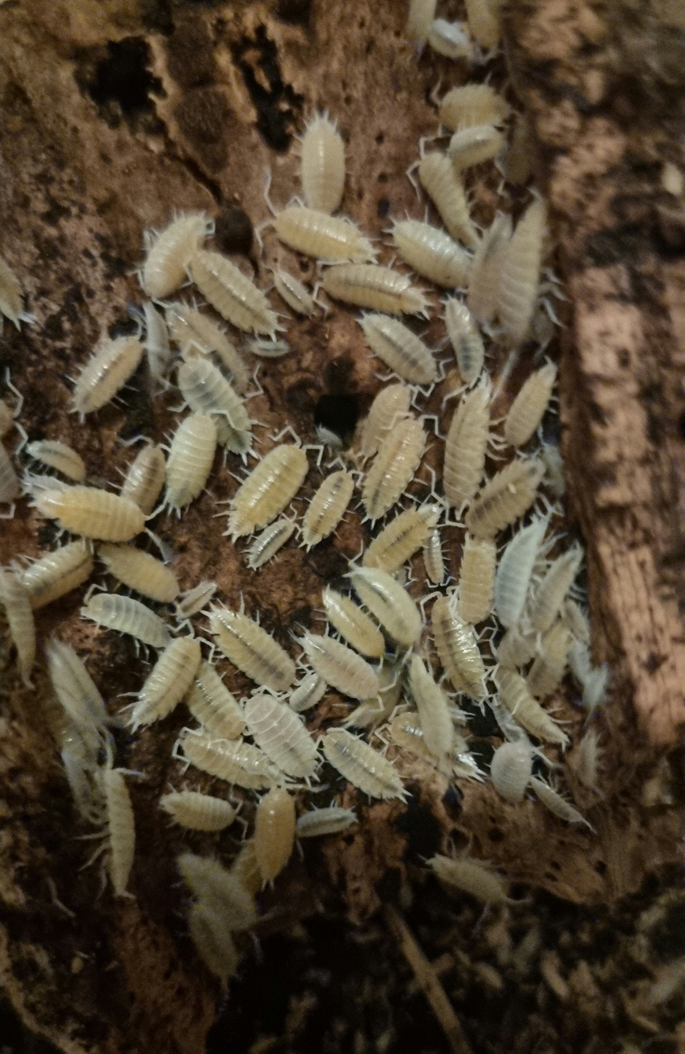 powder white isopods