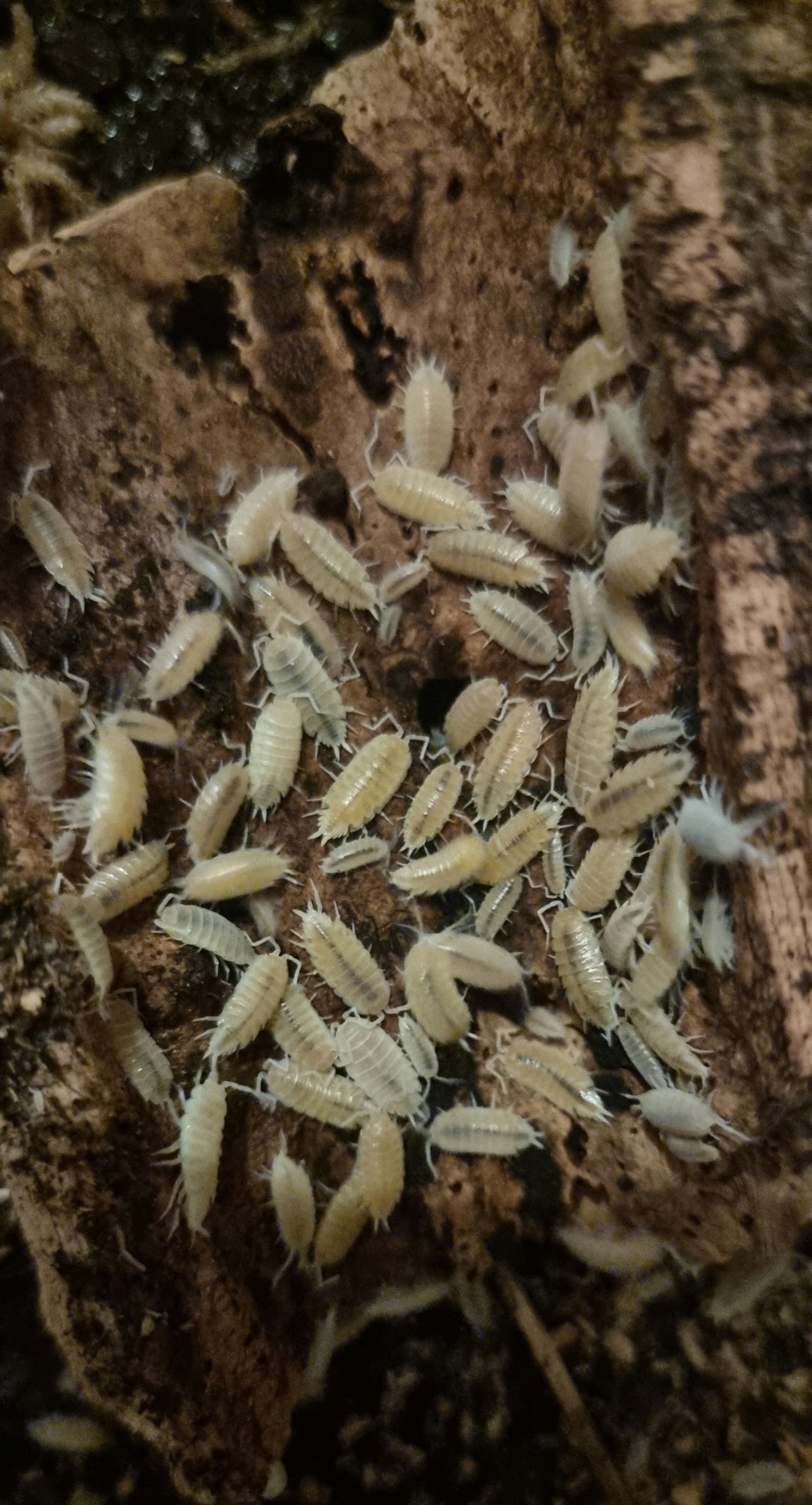 powder white isopods