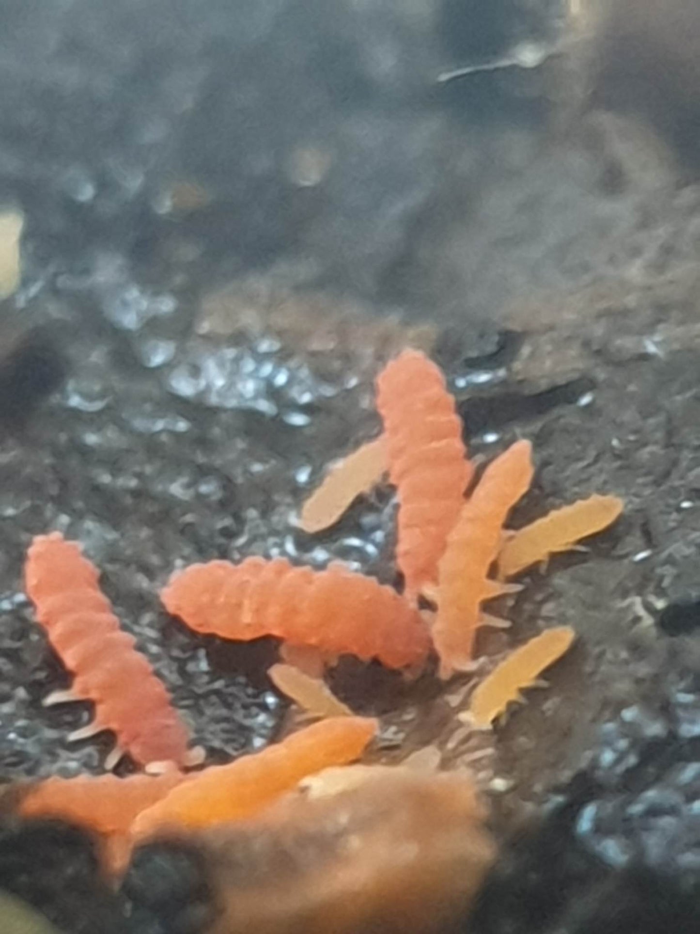 orange springtails