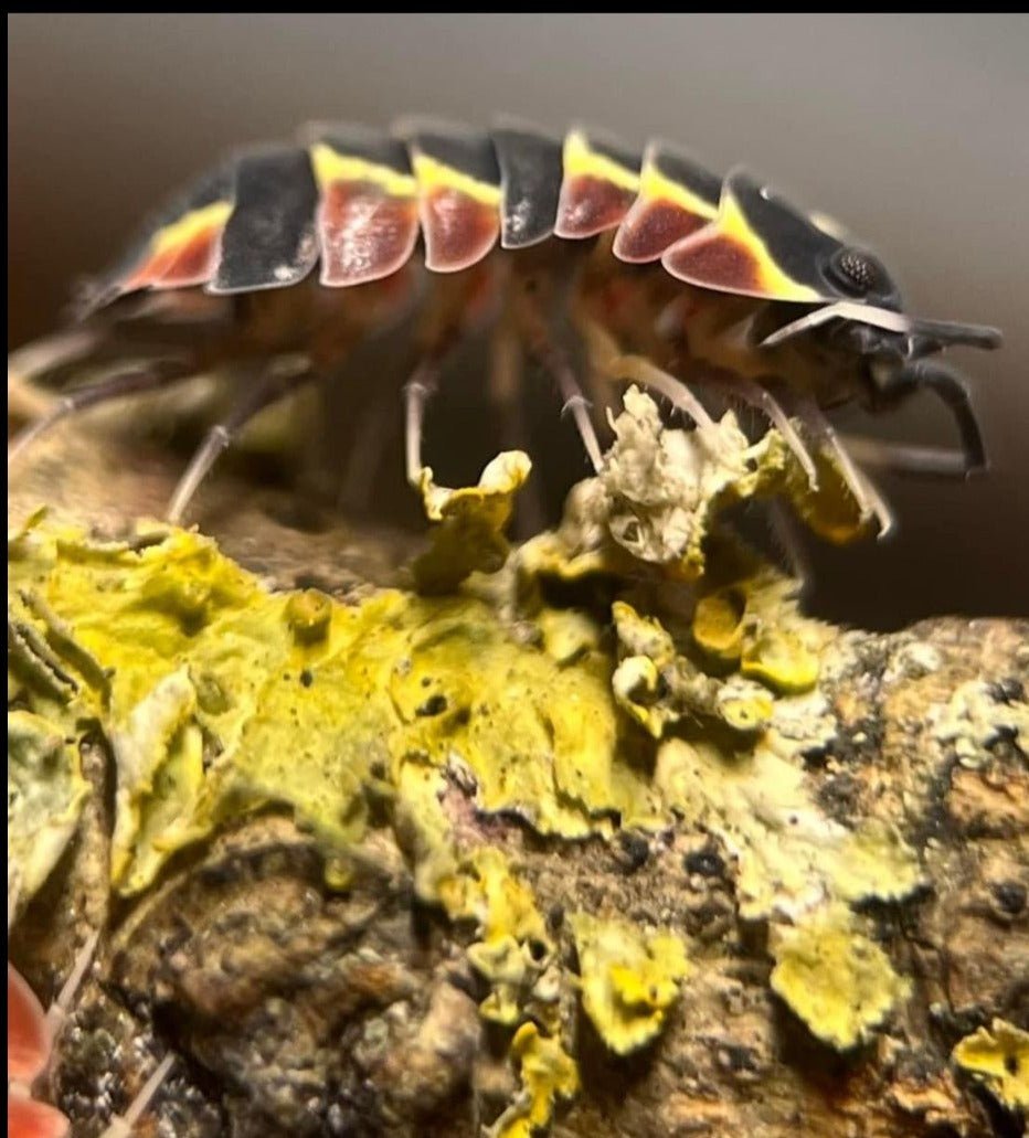 Postpods | Red Diablo Isopods (Ardentiella sp.) | Captive Bred Isopods