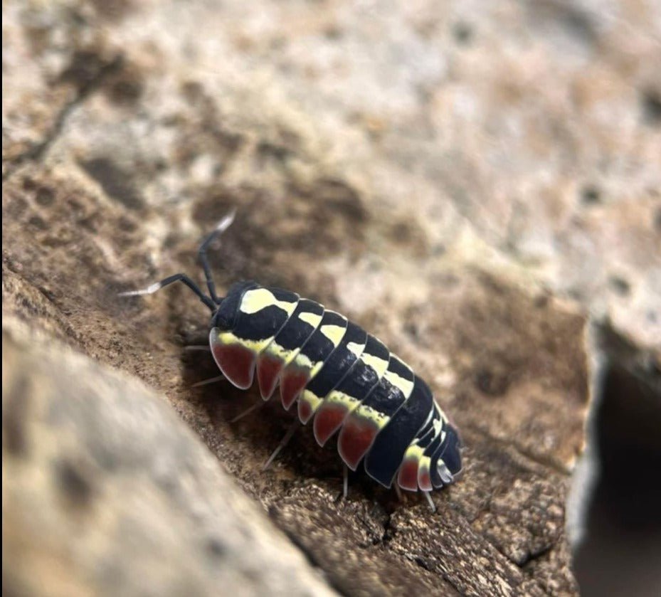 red diablo isopods