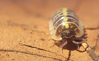 Armadillidium ruffoi