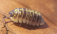 Armadillidium ruffoi isopods
