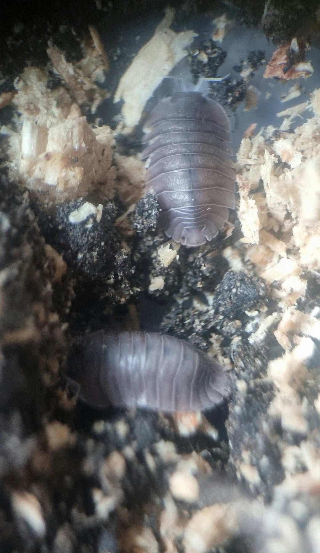 Soil sp isopods