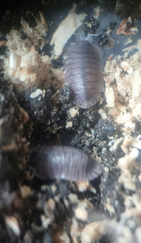 Soil sp isopods