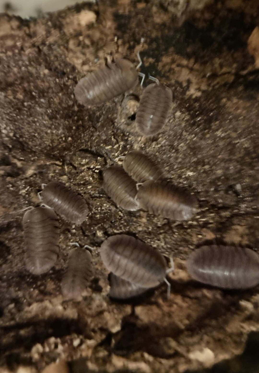 soil isopods