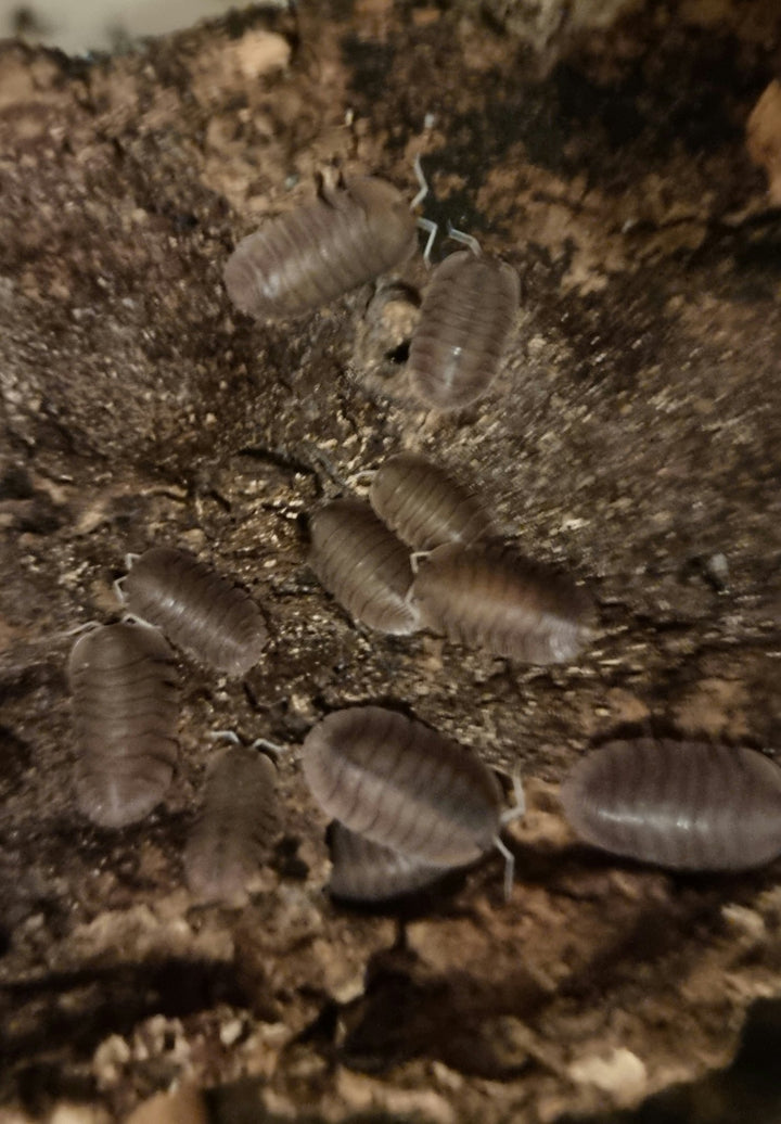 soil isopods