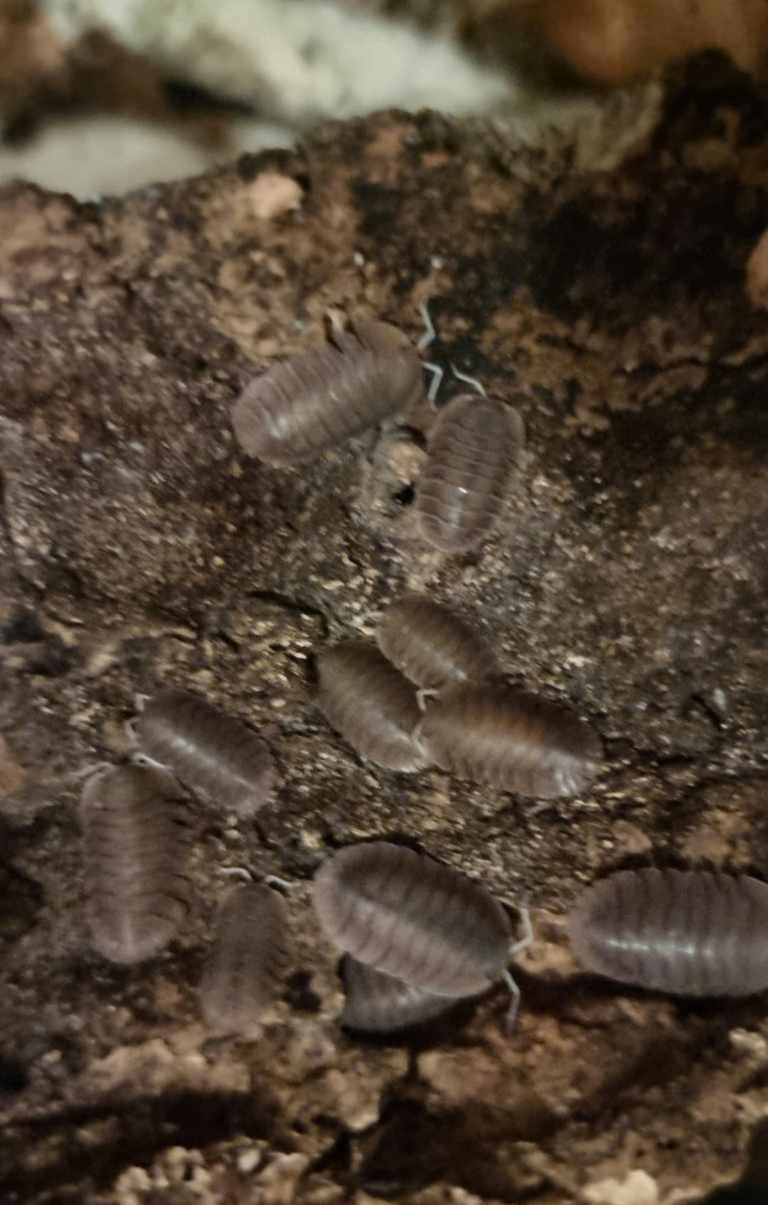 cubaris soil isopods