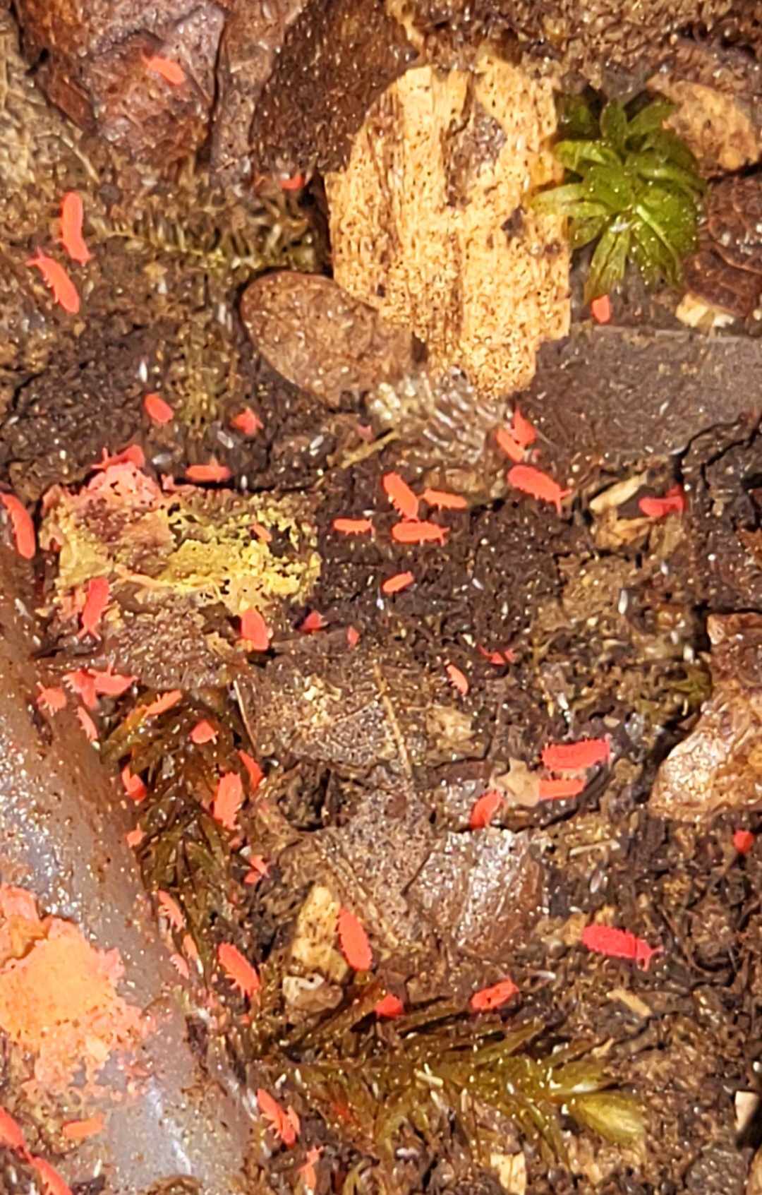 thai red springtails