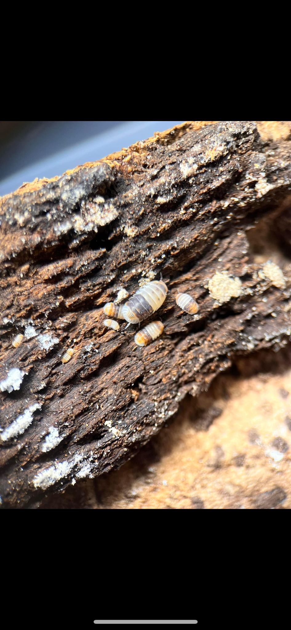 white shark isopods