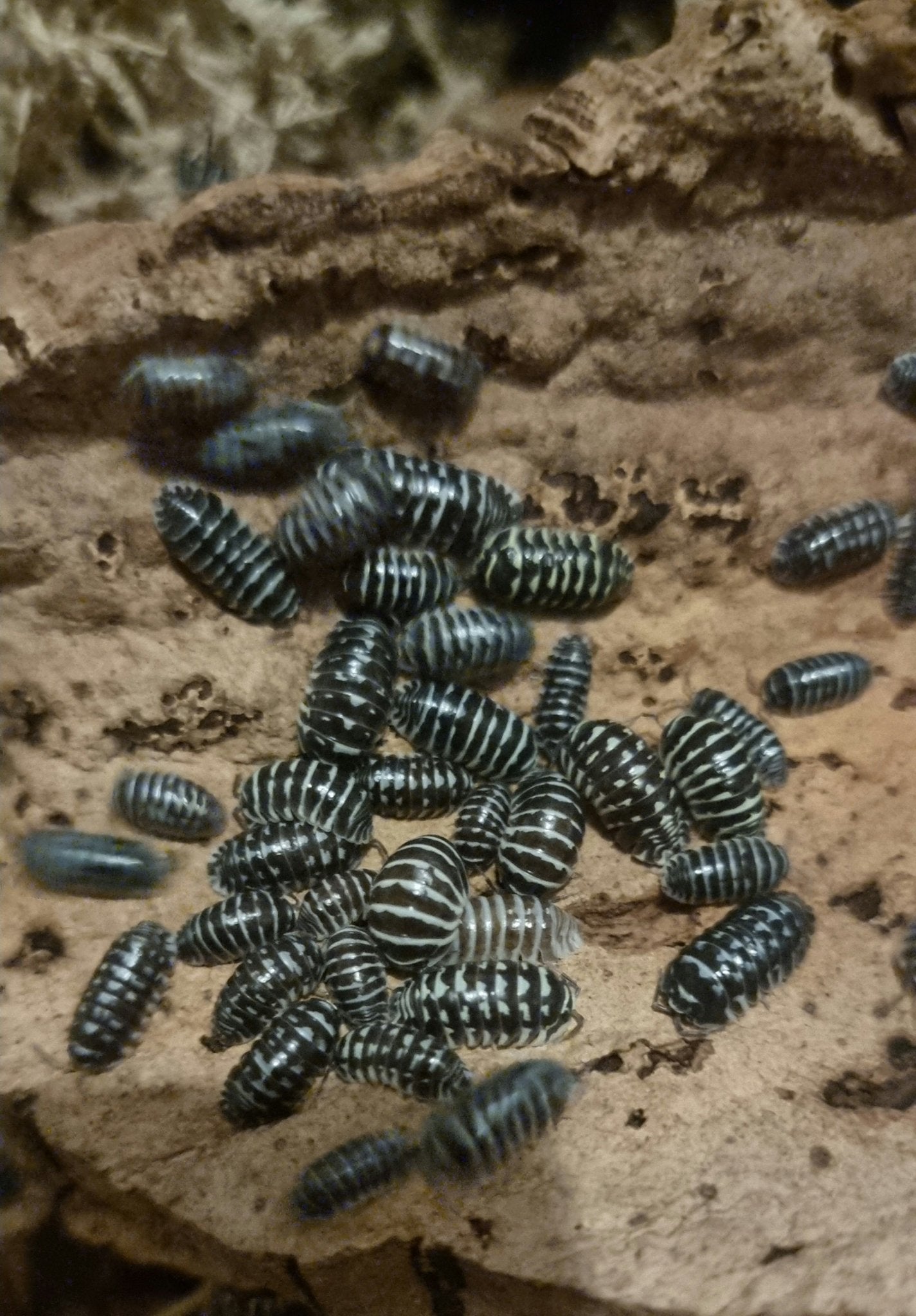 zebra isopods