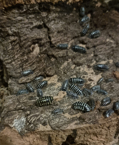 zebra isopods